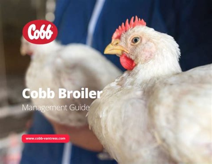 Cobb 500 Broiler Management Guide 2020 PDF: Expert Tips & Best Practices