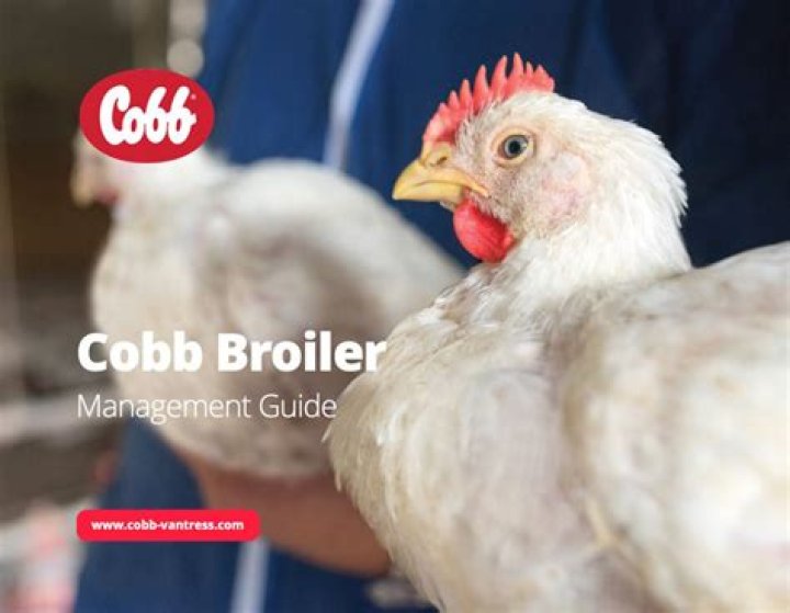 Cobb 500 Broiler Management Guide PDF: Expert Tips for Optimal Performance
