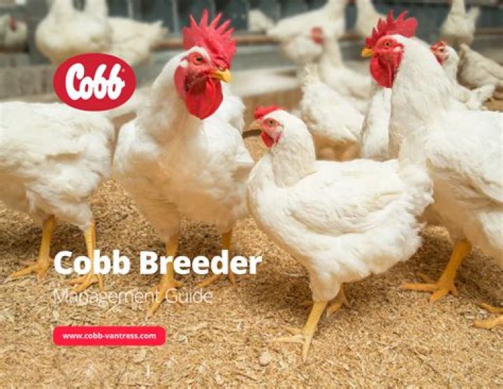 Cobb Breeder Management Guide PDF: Expert Tips for Successful Poultry Breeding
