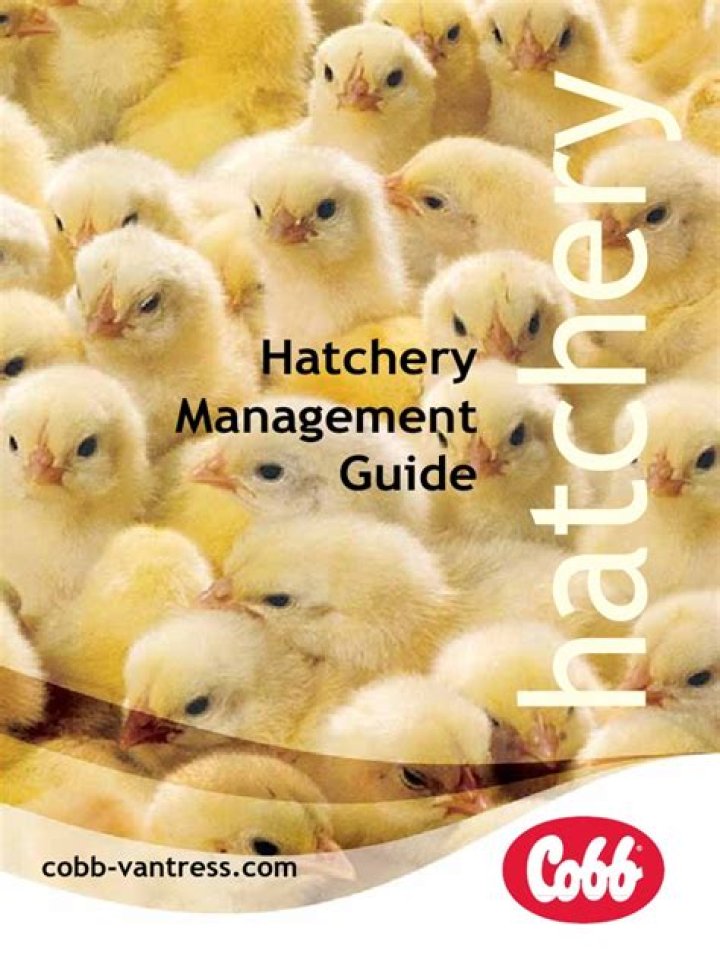 Cobb Hatchery Management Guide PDF: Expert Farming Practices