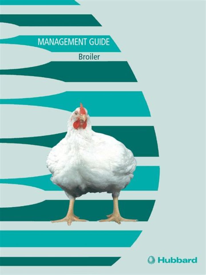 Cockerel Management Guide PDF: Expert Tips for Raising Healthy Chickens