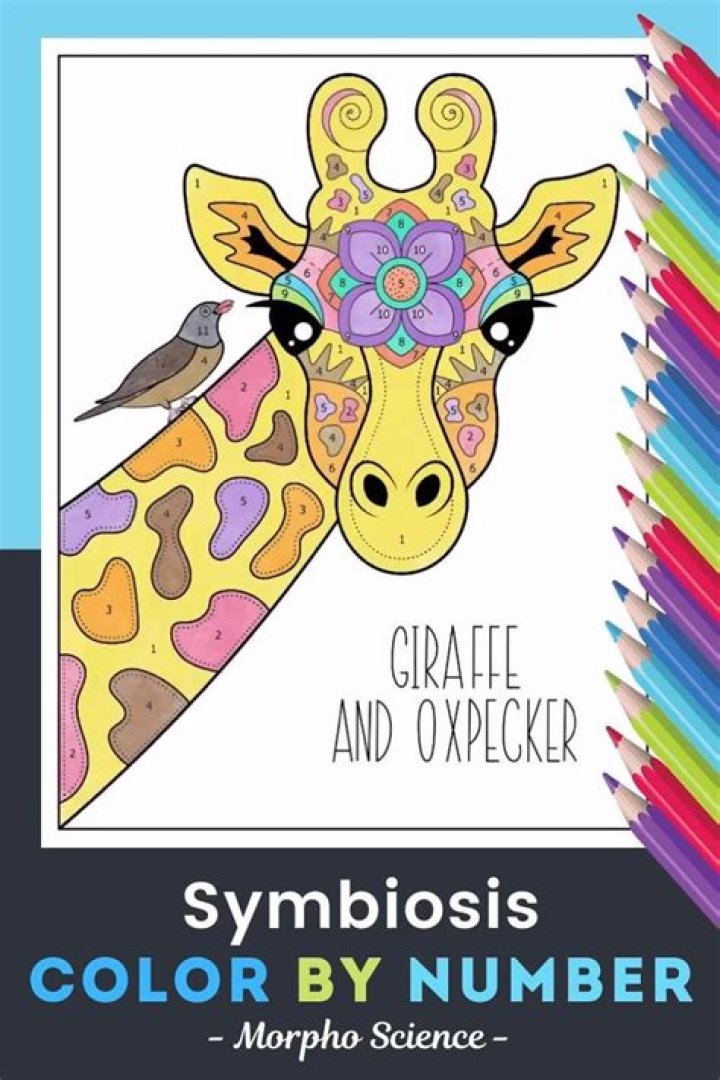 Color by Number Giraffe Answer Key PDF Answer Key