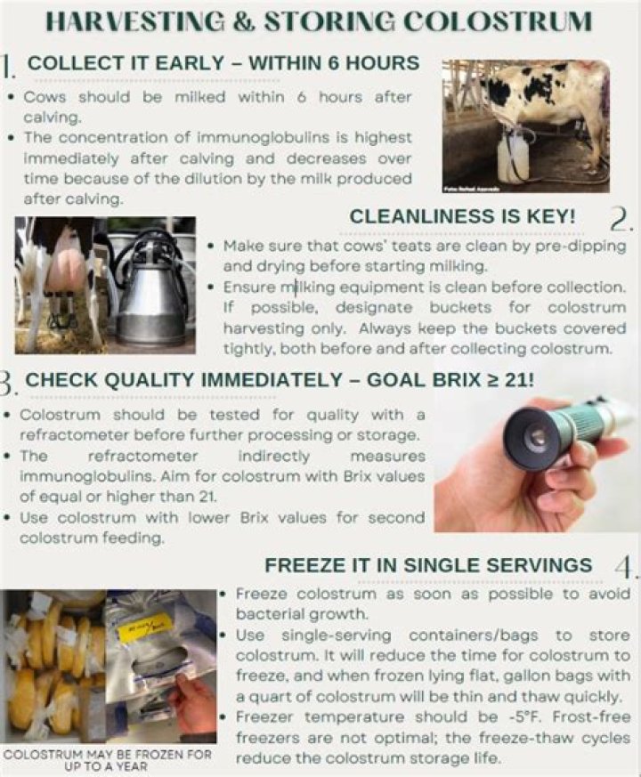 Master Colostrum Management for Dairy Calves: Essential PDF Guide