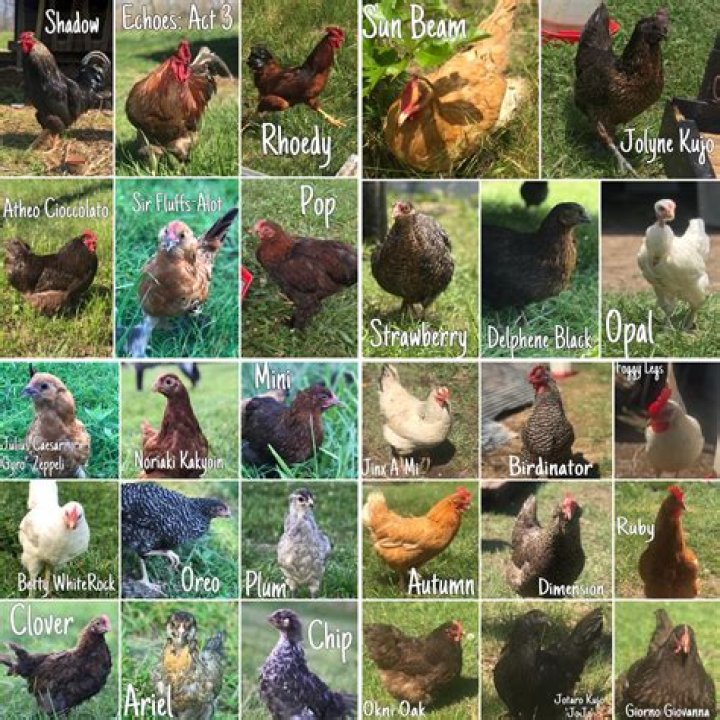 Complete List of Chicken Breeds with Pictures PDF Free Download