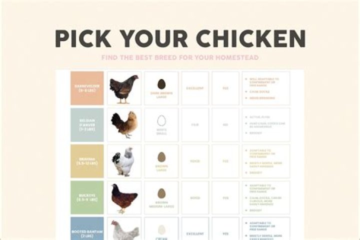 Complete List of Chicken Breeds with Pictures PDF – Full Visual Guide