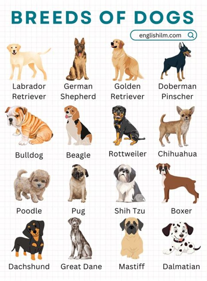 Complete List of Dog Breeds with Pictures PDF – Full Visual Guide