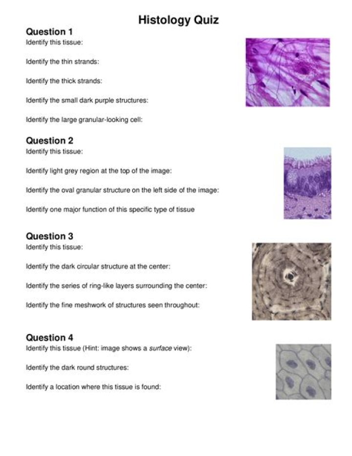 Connective Tissue Questions & Answers PDF: Expert Answers Explained