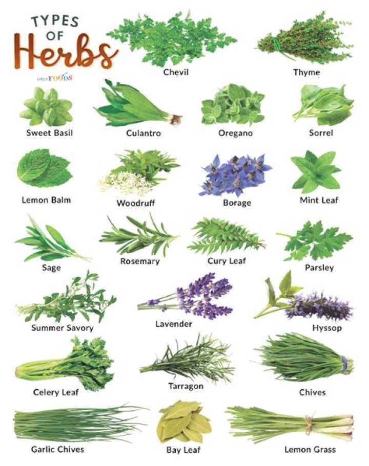 Continental Herbs Name List PDF: Complete Guide & Identification