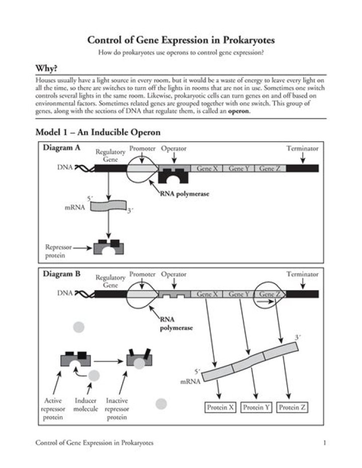 Control of Gene Expression in Prokaryotes: PDF Answer Guide