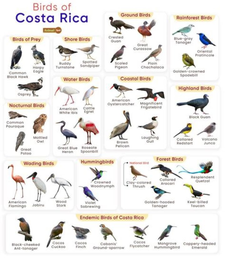 Costa Rica Bird List PDF: Complete Guide to Native Species