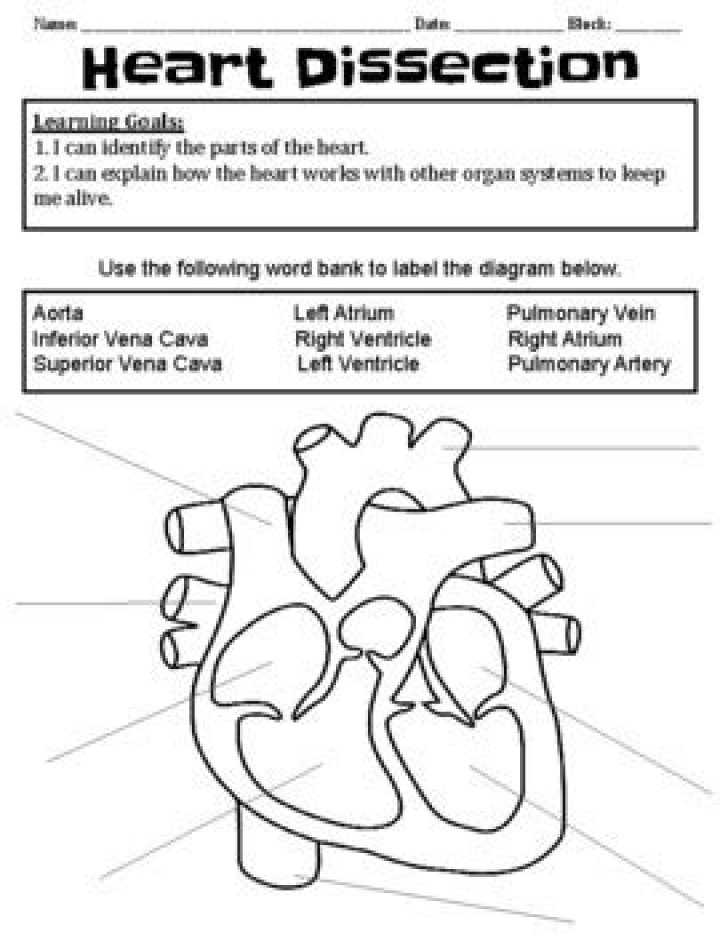 Cow Heart Dissection Worksheet PDF – Learn Anatomy with Step-by-Step Guide