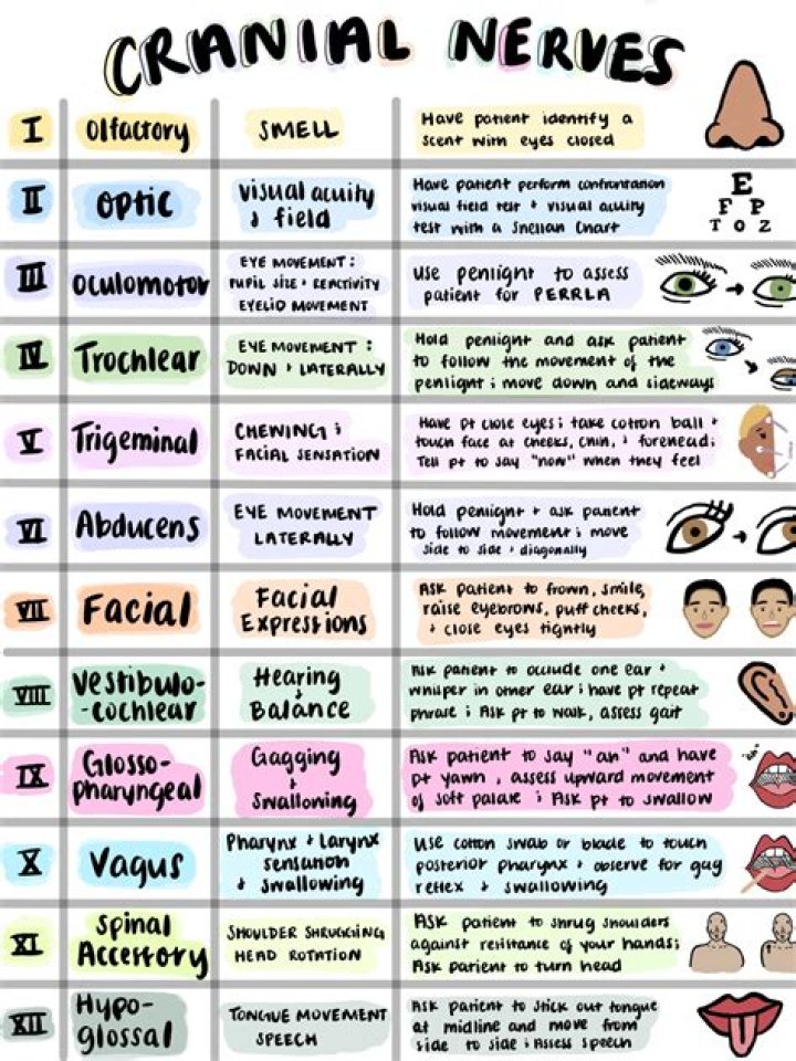 Cranial Nerves Cheat Sheet PDF – Essential Study Guide