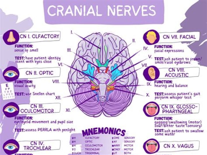 Cranial Nerves Multiple Choice Questions PDF – Test Your Anatomy Knowledge
