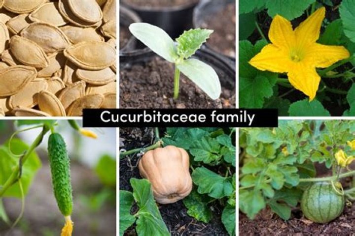 Cucurbitaceae Family Plants List PDF: Complete Guide to Gourds, Squash, and More