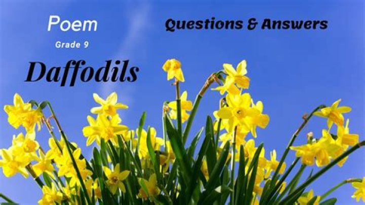 Daffodils Questions and Answers PDF: Expert Answers