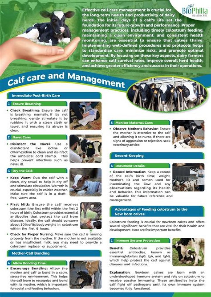 Comprehensive Dairy Calf Management PDF Guide