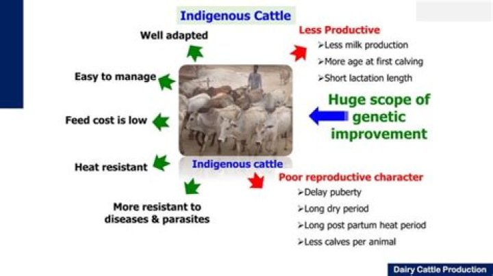 Optimizing Dairy Cattle Production and Management: A Comprehensive PDF Guide