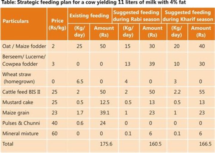 Comprehensive Dairy Cow Feeding Plan PDF for Optimal Milk Production