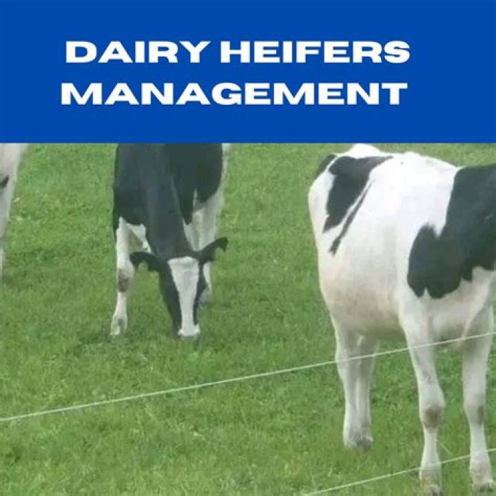 Master Dairy Heifer Management: Essential PDF Guide