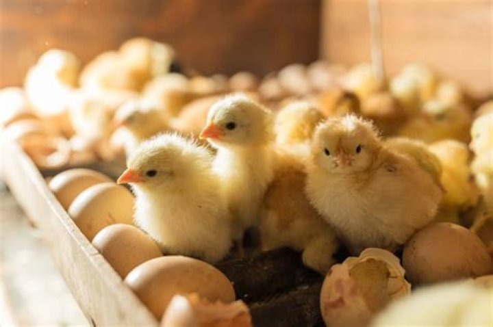 Day Old Chick Management PDF – Free Download for Optimal Care