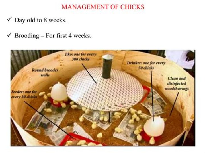 Essential Day Old Chick Management PDF Guide