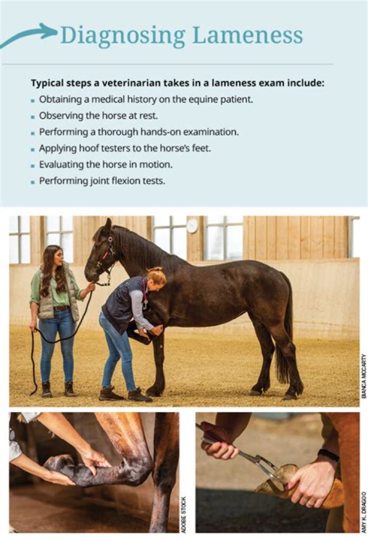 Diagnosis and Management of Lameness in Horses: Essential PDF Guide