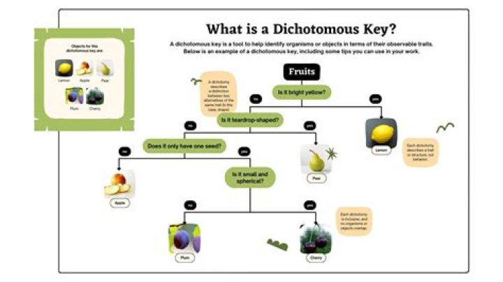Dichotomous Keys Gizmo Answer Key PDF: Quick Reference Guide