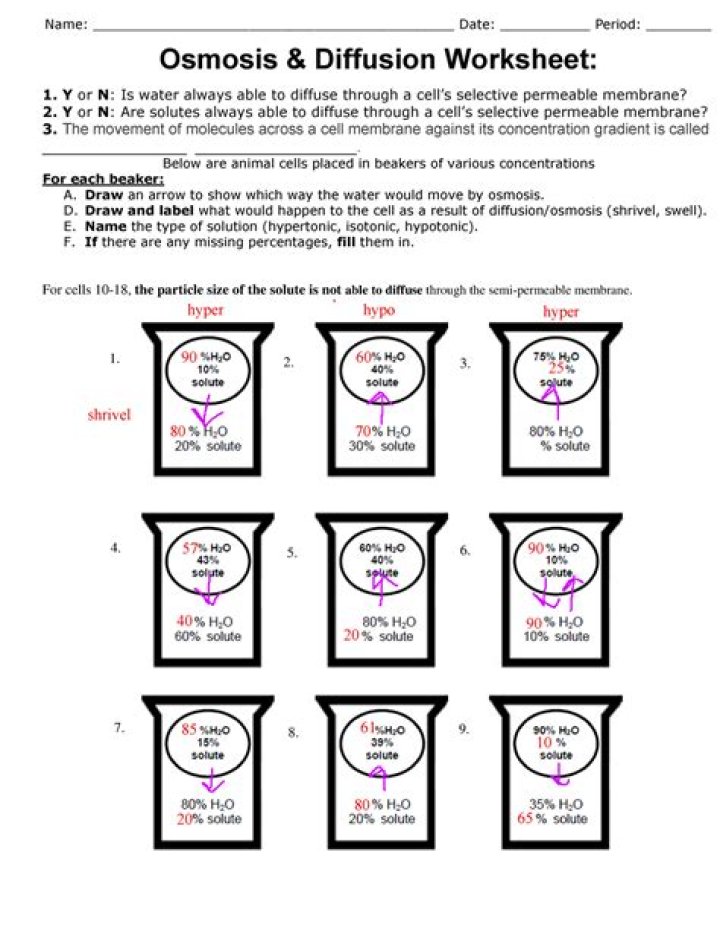 Diffusion and Osmosis Lab PDF Answers: Detailed Results & Explanations