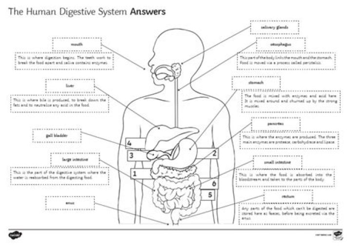 Digestive System Answer Key PDF – Complete Guide & Quiz Answers