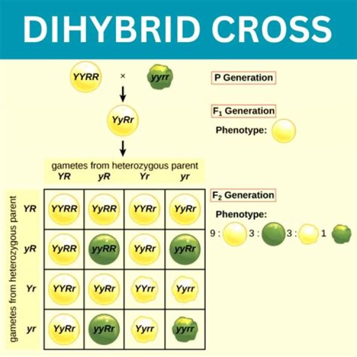 Dihybrid Cross Problems with Answers PDF Class 10 – Complete Guide