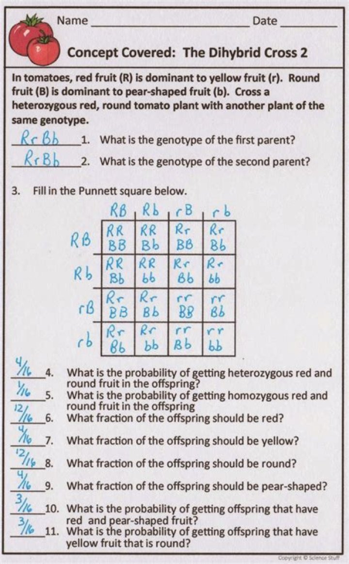 Dihybrid Cross Problems with Answers PDF: Step-by-Step Guide