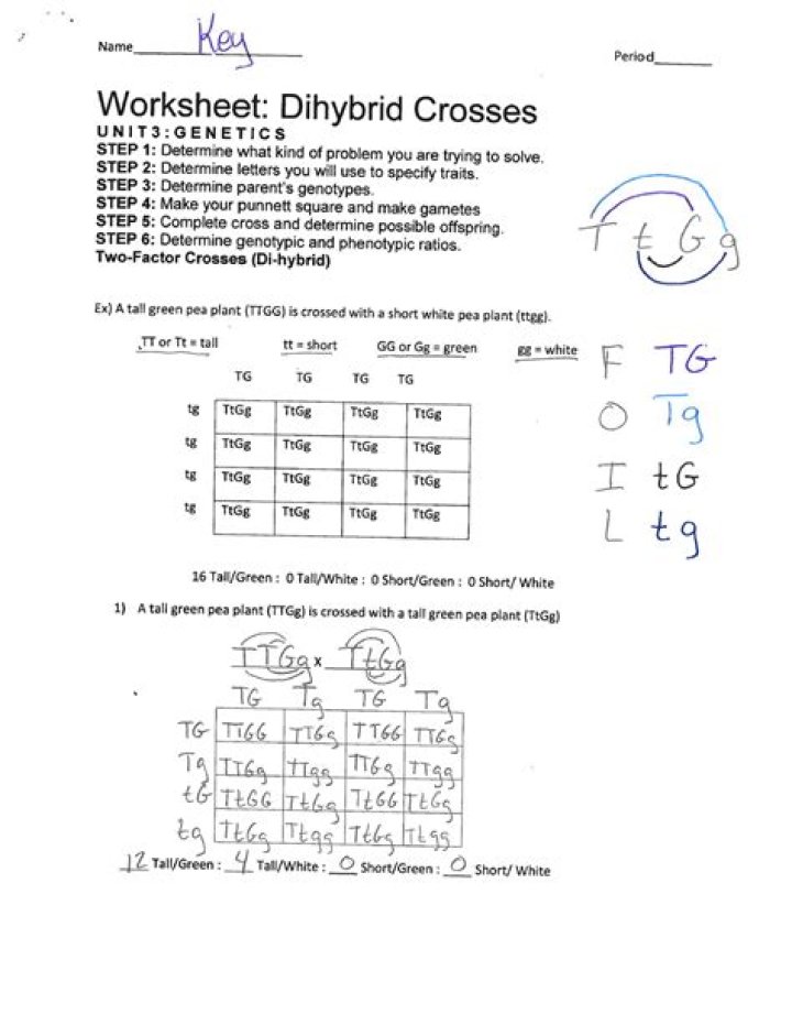 Dihybrid Cross Worksheet Answer Key PDF – Perfect for Genetics Practice