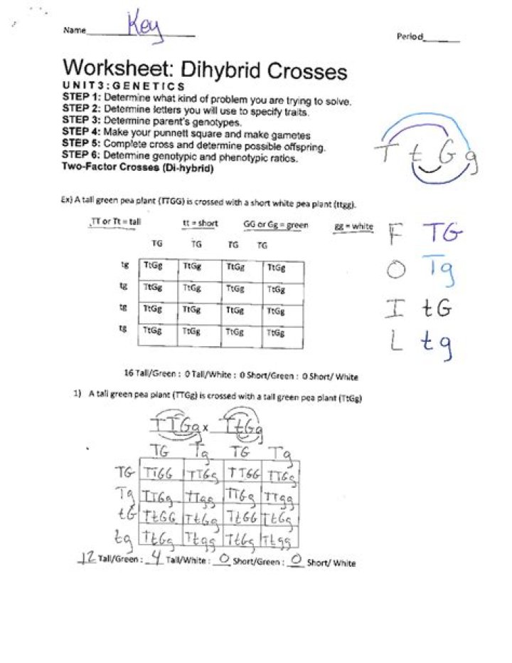 Dihybrid Practice Problems with Answers PDF – Master Genetics