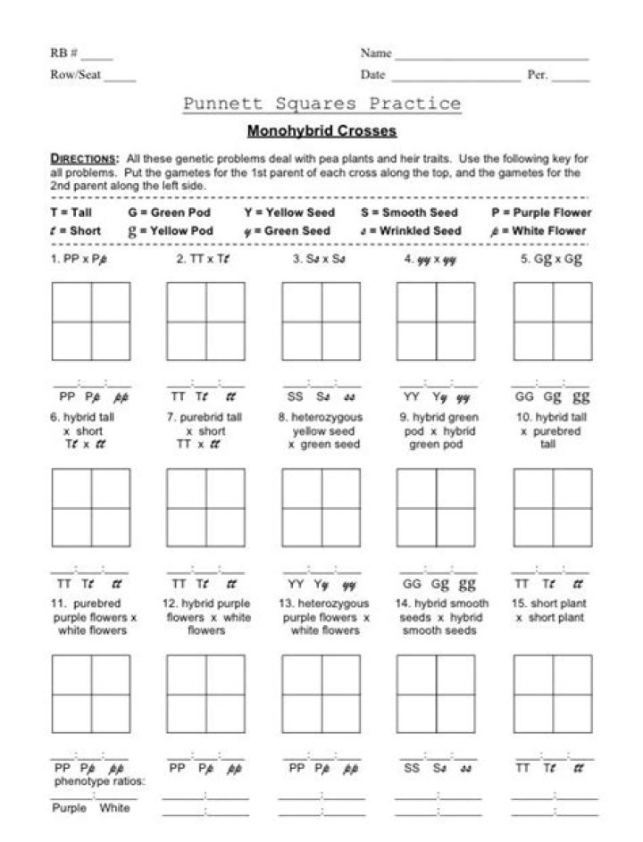Dihybrid Punnett Square Practice Problems Answer Key PDF