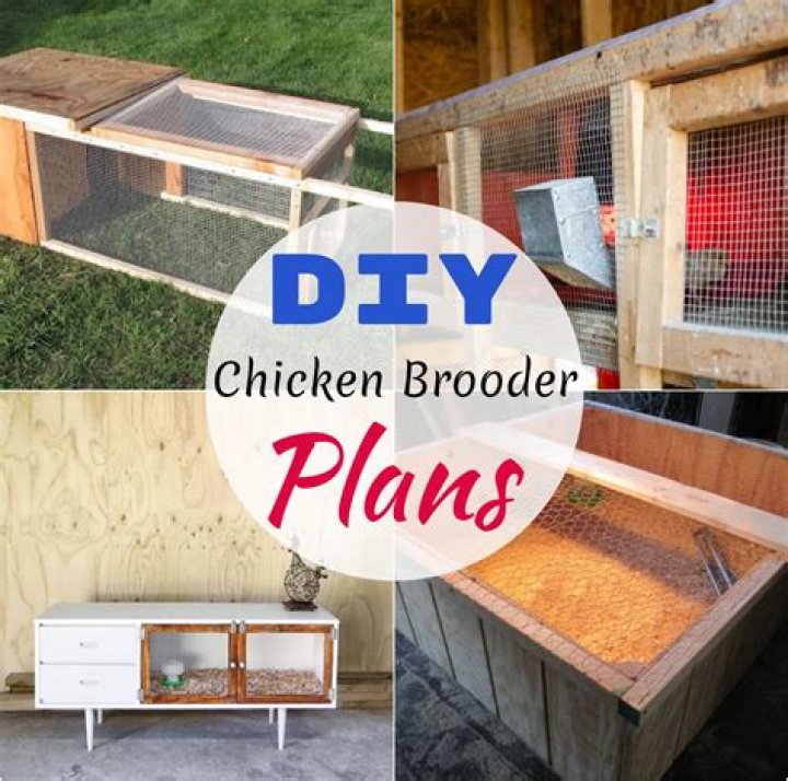 DIY Chicken Brooder Plans PDF – Build Your Own Affordable Brooding Station