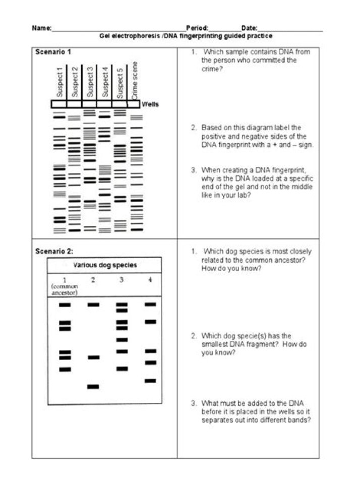 DNA Fingerprinting Activity Worksheet PDF for Classroom Use
