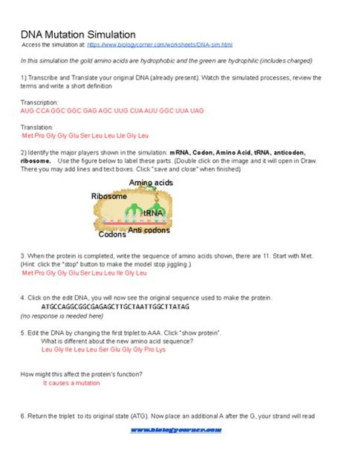 Free DNA Mutation Simulation Worksheet Answers PDF – Download Now