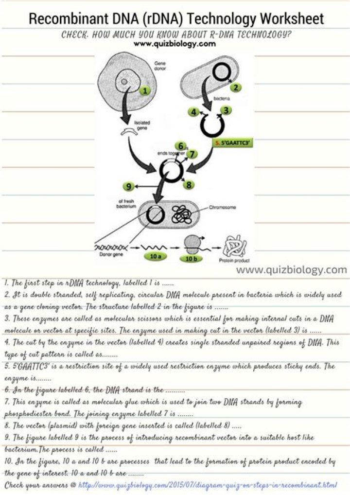 DNA Technology Worksheet PDF for Students and Teachers