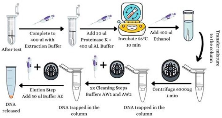 How the DNA Test Procedure Works: A Complete PDF Guide