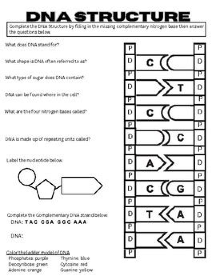 Free DNA Worksheet for Middle School PDF – Instant Download