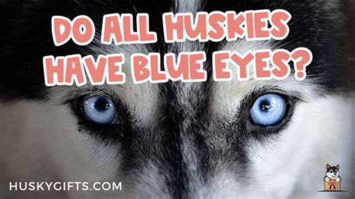 Do all Icelanders have blue eyes?