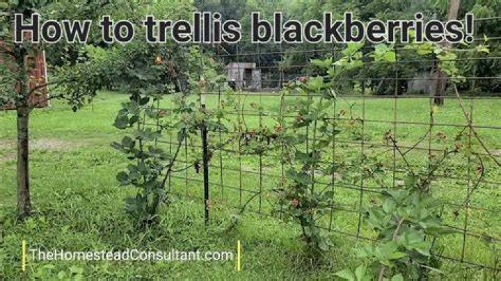 Do Arapaho blackberries need a trellis?
