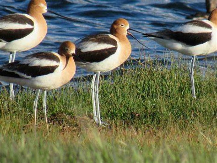 Do avocets migrate?