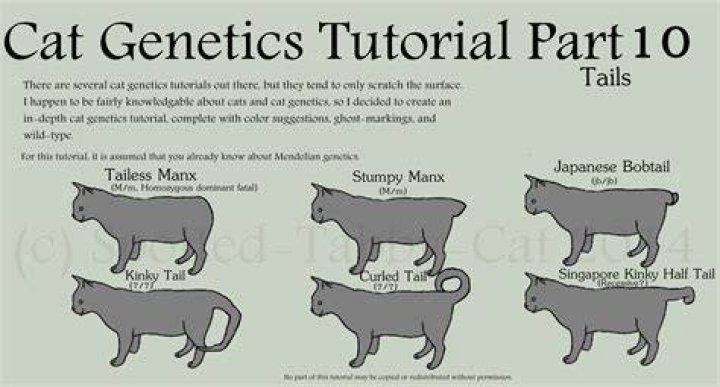 Do cats with short tails have problems?