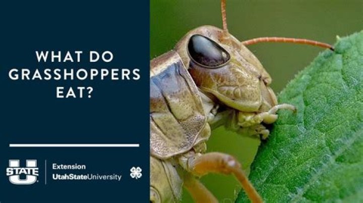 Do Grasshoppers Sweat? Case Study Answers PDF