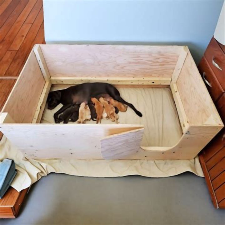 DIY Whelping Box Plans PDF – Easy, Customizable Birth Kit for Puppies