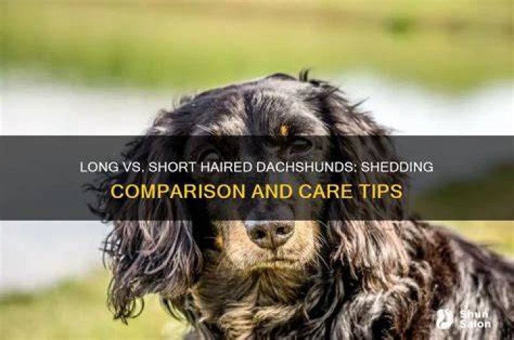 Do long haired dachshunds shed more than short haired?
