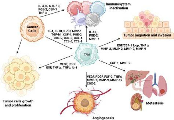 Do macrophages target cancer cells?