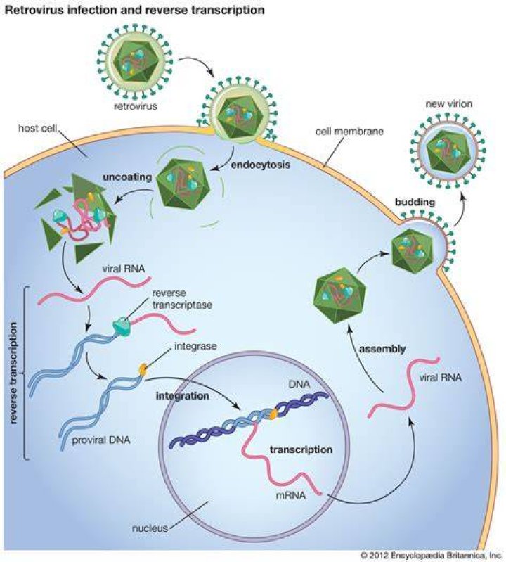 Do reverse transcribing viruses have RNA and DNA?
