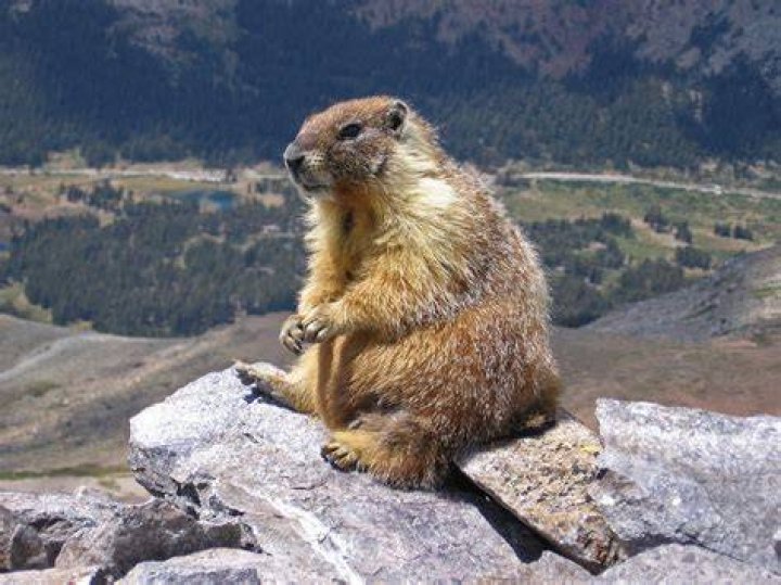 Does Marmot run large or small?